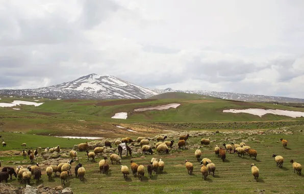 Hills, grassland, sheeps