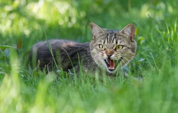 Кошка, трава, кот, взгляд, морда, природа, поза, зеленый