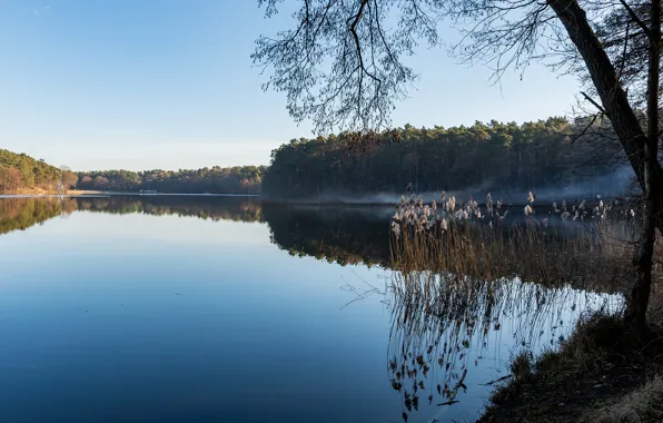 Лес, небо, солнце, деревья, озеро, камыш, Poland, Szczecin