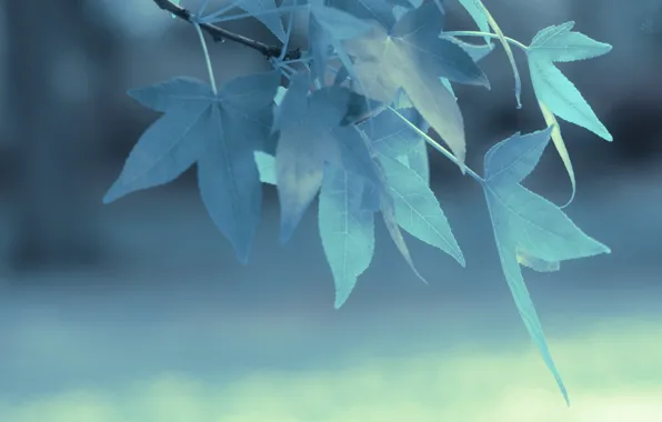 Голубой, ветка, Листья, blue