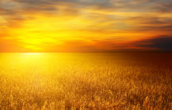 Картинка пшеница, солнце, природа, пейзажи, пшеничные поля, пшеничное поле