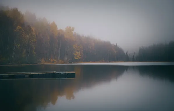 Картинка осень, лес, небо, облака, деревья, пейзаж, природа, туман