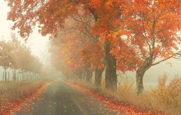 Дорога, осень, деревья, туман, листва, by Robin de Blanche, Red Road