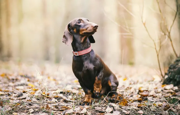 Взгляд, друг, собака