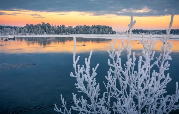 Картинка иней, осень, ветки, озеро, Швеция, Sweden, изморозь, Lapland