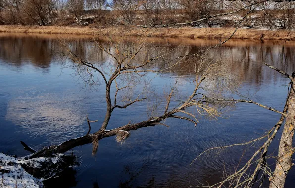 Вода, весна, дерево над водой