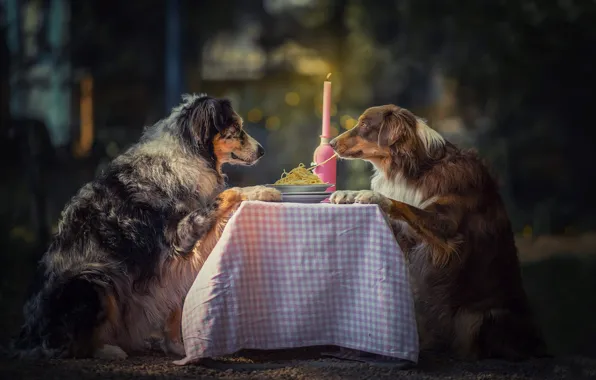Животные, собаки, стол, свеча, пара, тарелки, спагетти, боке