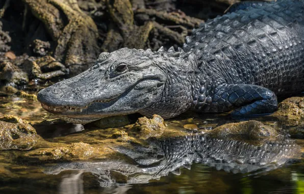 Природа, крокодил, алигатор