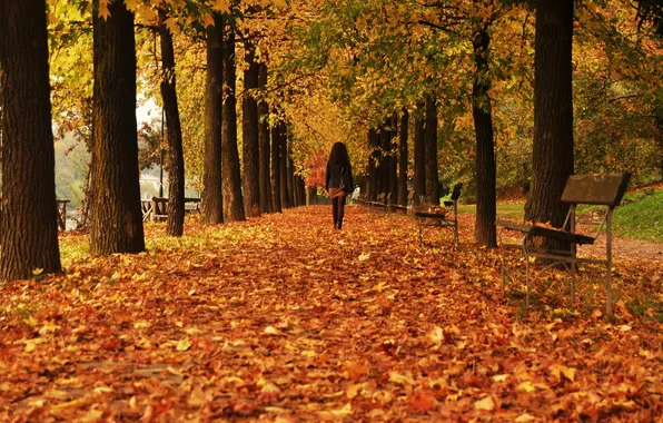 Осень, листья, город, улица