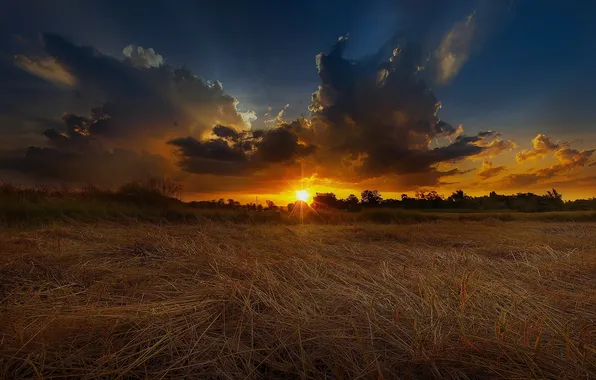 Картинка пшеница, поле, лето, закат, природа