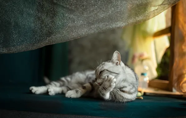 Язык, кошка, кот, взгляд, поза, окно, ткань, лежит