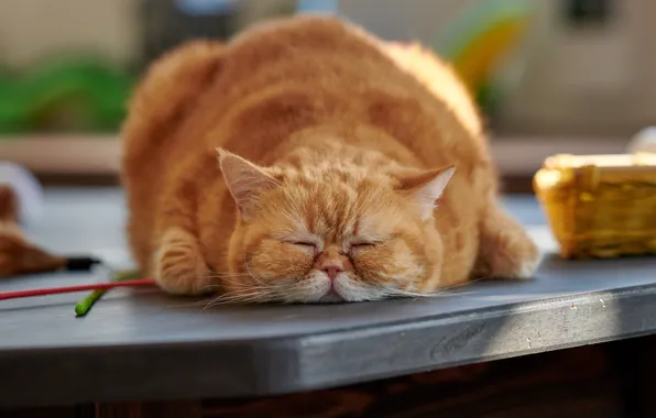 Кошка, стол, дома