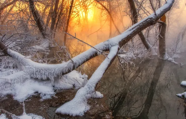 Зима, лес, вода, солнце, снег, деревья, туман