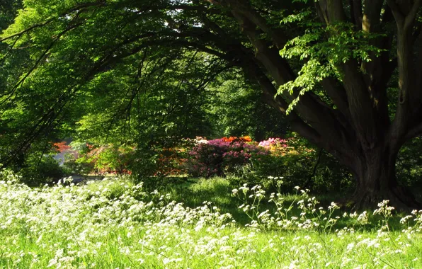 Деревья, Лес, Лето, Поляна, Парк, Park, Summer, Forest
