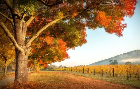 Картинка осень, сад, виноградник