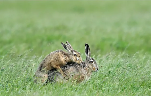 Животные, природа, пара, зайцы, animals, nature, oops, two