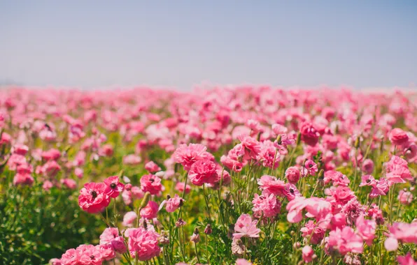 Картинка поле, цветы, лепестки, розовые