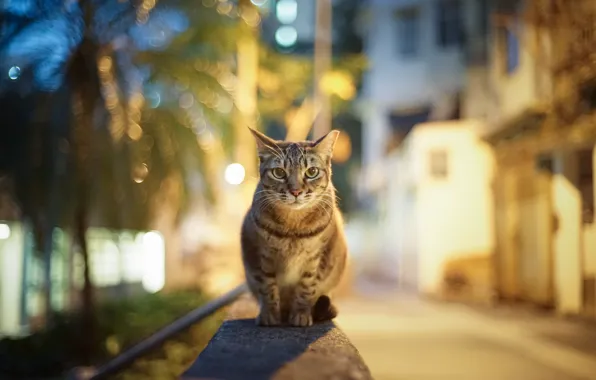Картинка кошка, взгляд, город, огни, блики, улица, вечер