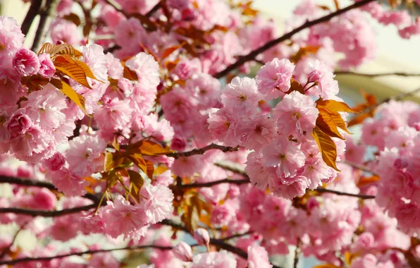 Flower, spring, Japanese cherry
