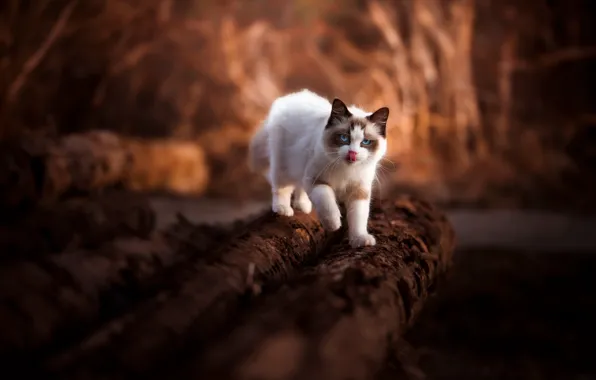 Язык, кошка, взгляд, свет, природа, поза, котенок, прогулка