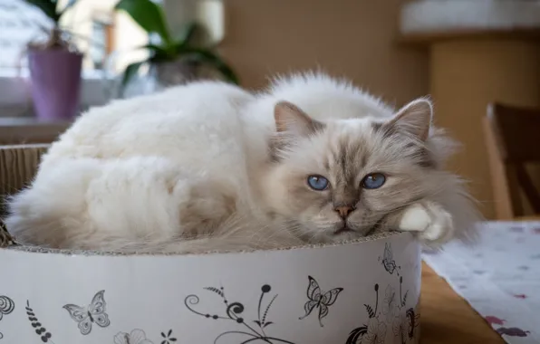 Кошка, кот, взгляд, поза, стол, комната, коробка, лапки