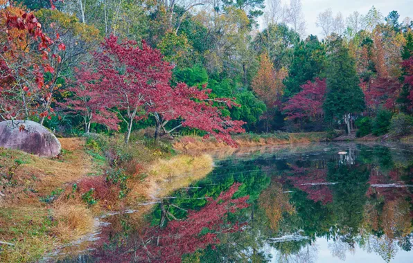 Картинка осень, лес, небо, деревья, пруд, парк, камни