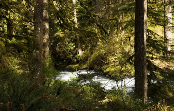 Лес, деревья, ручей, США, кусты, Silver Falls National Park