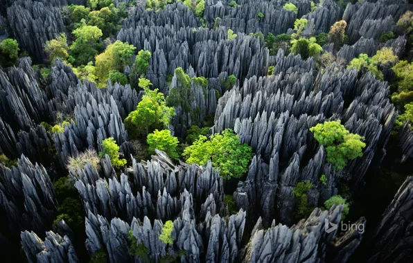 Деревья, скалы, Мадагаскар, Tsingy de Bemaraha National Park