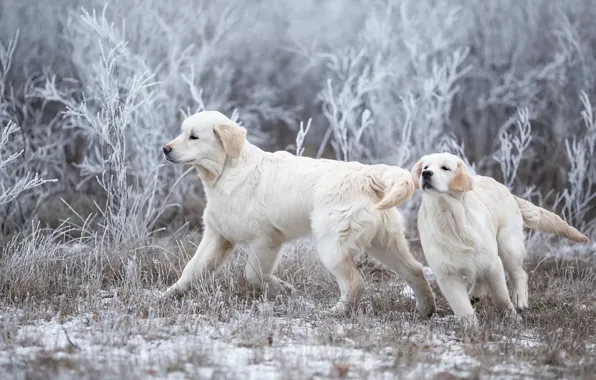 Картинка зима, иней, собаки, трава, снег, ветки, природа, поза