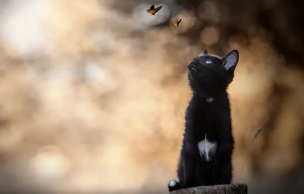 Бабочки, котенок, боке, чёрный котёнок