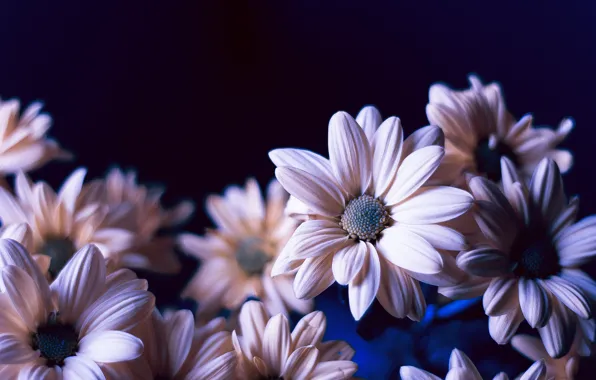 Цветы, ромашки, голубые, розовые, цветочки, хризантемы, красивые, flowers