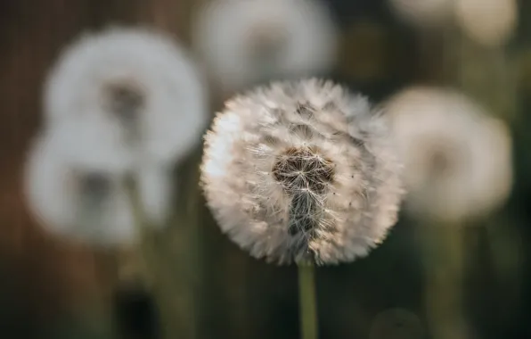 Лето, природа, одуванчик