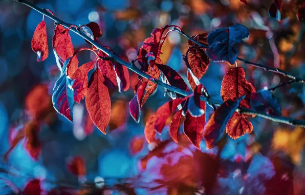 Картинка осень, листья, свет, ветки, синий, природа, фон, яркие