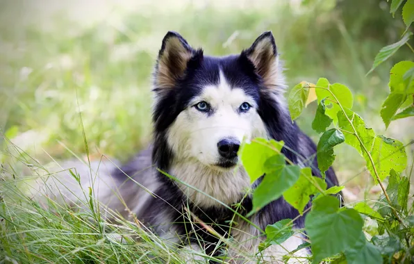 Природа, друг, собака