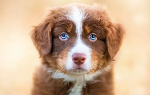 Животные, взгляд, собака, щенок, голубые глаза