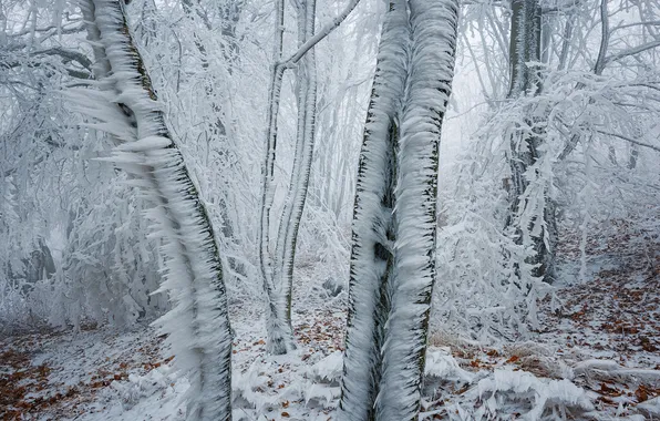 Зима, иней, лес, снег, деревья, природа, лёд, сосульки