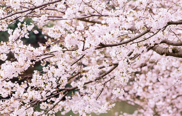 Цветы, природа, вишня, дерево, ветви, весна, сакура, цветение