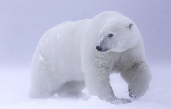Картинка снег, белый медведь, Арктика