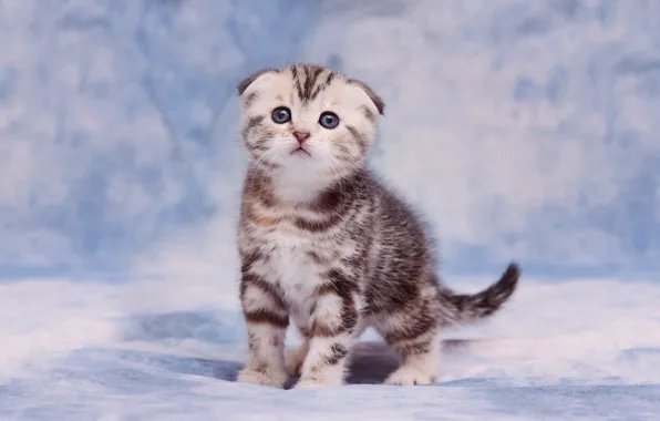Кошка, взгляд, котенок, серый, фон, голубой, маленький, вислоухий