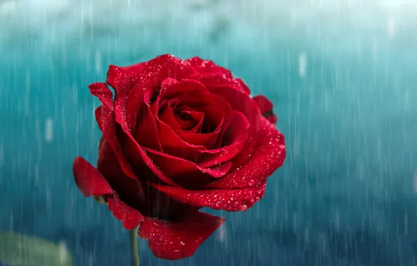 Картинка цветок, капли, дождь, роза, лепестки, бутон, красная