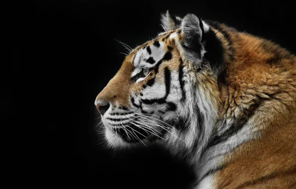 Картинка природа, тигр, фон, зверь