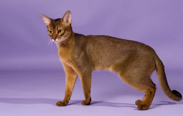 Картинка грация, порода, абиссинская кошка