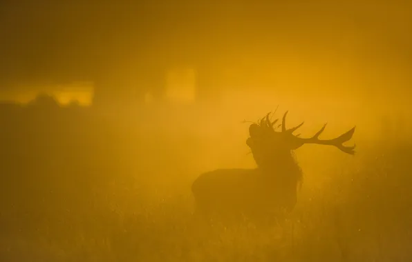 Природа, туман, олень