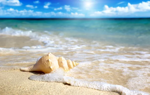 Картинка песок, море, небо, солнце, ракушка, прибой