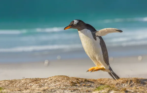 Прыжок, птица, пингвин, папуанский пингвин, Субантарктический пингвин
