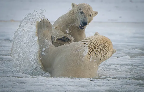 Картинка брызги, медведи, Аляска, Alaska, белые медведи, спарринг, Национальный Арктический заповедник, Arctic National Wildlife Refuge