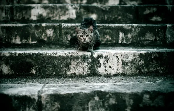 Картинка кошка, фон, ступени