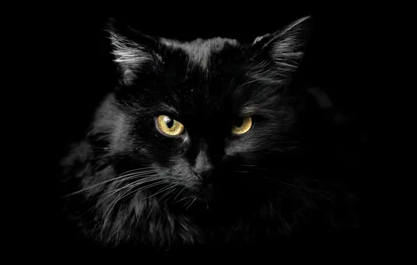 Картинка кошка, фон, дома