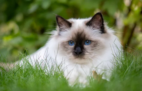 Кошка, трава, кот, взгляд, поза, котенок, портрет, сад