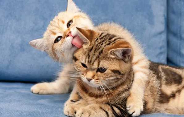 Язык, кошка, взгляд, кошки, поза, котенок, диван, малыш